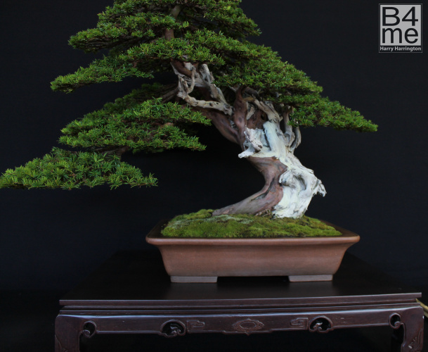 bonsai